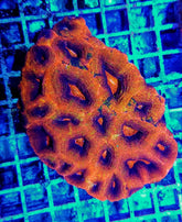 Acanthastrea bowerbanki (Ultra)